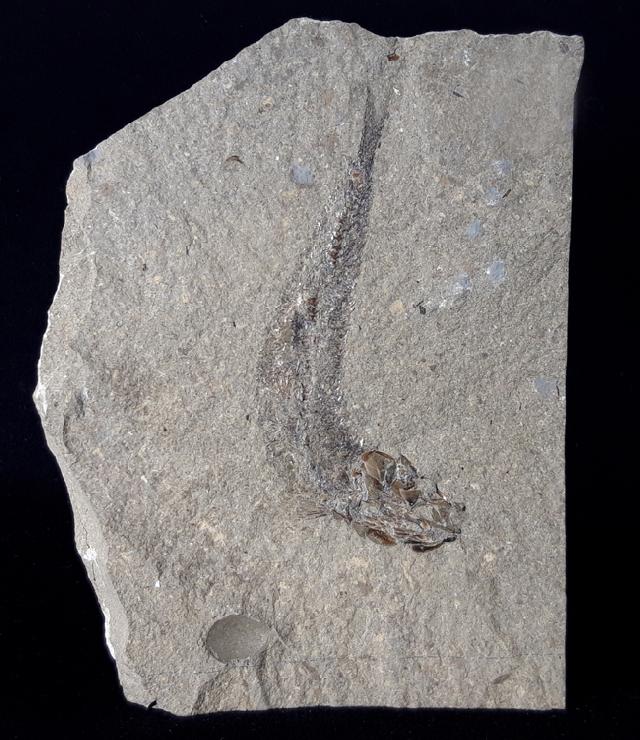 Leptolepis bronni AGASSIZ 1833 - Bild © FossNet FossilienStore